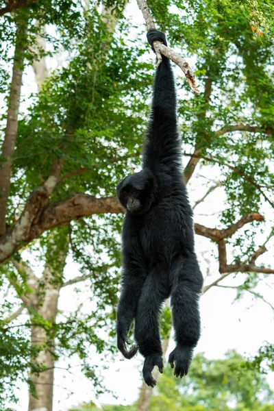 Portrait Siamnang Gibbon Tenant Sur Une Branche Arbre — Photo