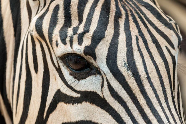 Nahaufnahme Des Zebrakopfes Mit Augenkontakt Und Fellmuster — Stockfoto