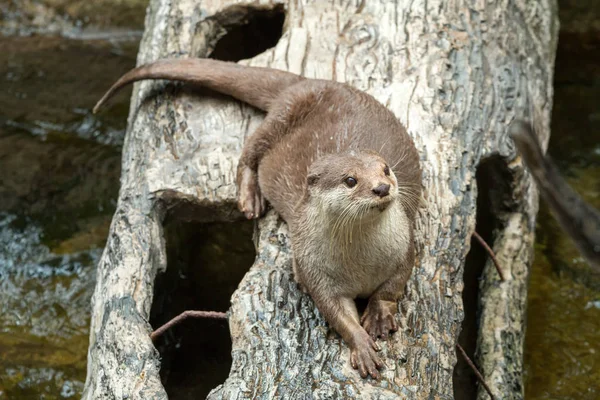 Primer Plano Nutria Asiática Con Garras Ardientes Acostada Sobre Tronco — Foto de Stock