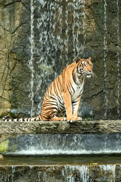 Indochinese Tiger Előtt Ülve Vízesés Panthera Tigris Corbetti Kabát Sárga — Stock Fotó