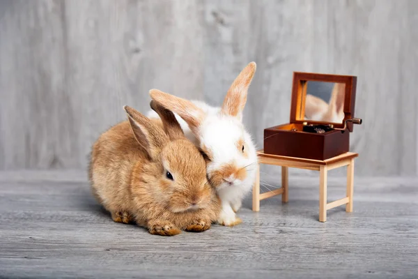 Dos Conejos Acostados Juntos Escuchando Música Mesa — Foto de Stock