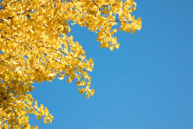 Sarı Ginkgo yaprağının mavi gökyüzünde ki Şubesi, Japonya Sonbahar'ında güneş ışığı; kopyalama alanı ile arka plan