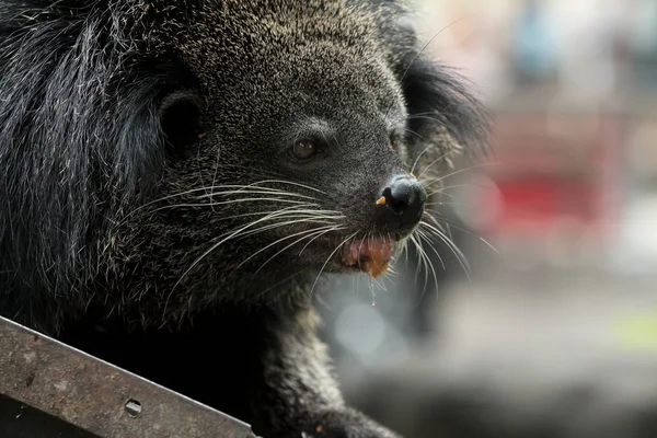 Close up of binturong face eating food on pole; bearcat is widespread in south and southeast Asia