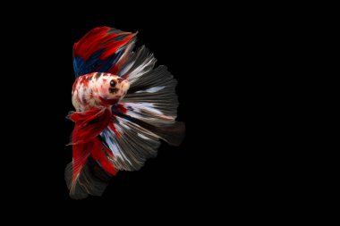 Betta Yüzme Eylem, Siyam mücadele balık, Renkli Betta, pla-kad (Balık ısırma) Tay; Halfmoon mavi, beyaz ve kırmızı betta siyah arka plan izole