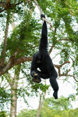 Siamang Gibbon salıncak ve ağaç dalı üzerinde asmak ve hareket bulanıklığı ile ayağından muz toplama