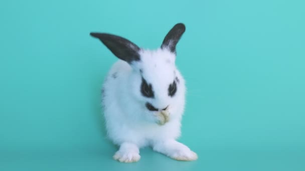 Piccolo Coniglio Bianco Con Puntino Nero Piedi Sfondo Verde Pulire — Video Stock