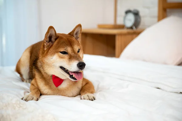 Brown Shiba Inu Dog Com Fita Vermelha Deitada Cama Branca — Fotografia de Stock