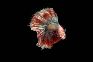 Betta 'nın Yüzme Hareketi, Siyam dövüş balığı, Renkli Betta, Pla-kad (ısıran balık) Tayland; Yarım Ay beyaz ve kırmızı betta siyah arka planda izole edilmiş