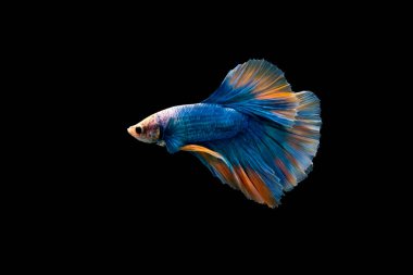 Betta 'nın Yüzme Eylemi, Siyam dövüş balığı, Renkli Betta, Pla-kad (ısıran balık) Tayland; Yarım Ay mavi ve turuncu betta siyah arka planda izole edilmiş