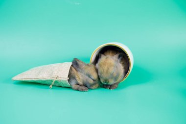 Yeşil arka planda çuval bezi ve fincanda uyuyan iki sevimli yavru tavşan.