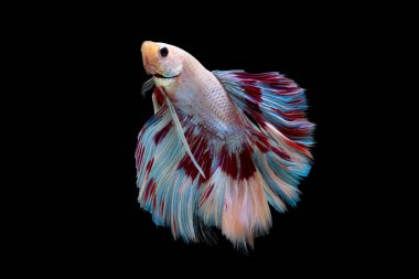 Betta yüzme eylemi, Siyam dövüş balığı; Halfmoon kırmızı ve mavi betta kırpma yolu ile siyah arka planda izole