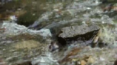Nehir akışını kapatın ve dağlardaki yansıma kamerası hareketlerini kırsal alanların harika bahar manzarası olarak görün.