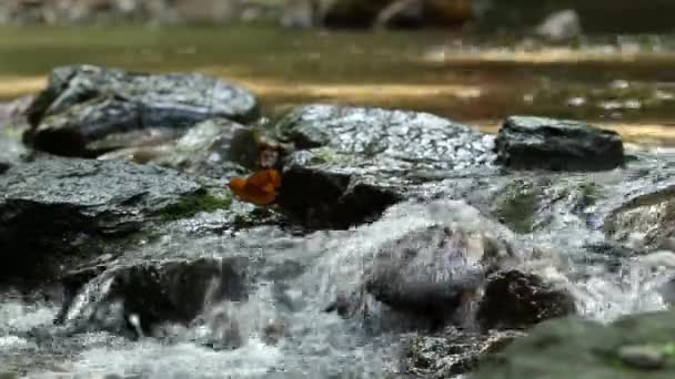 Close River Flow Splash Stone Pebble Mountains Wonderful Springtime Scenery — Stock Video