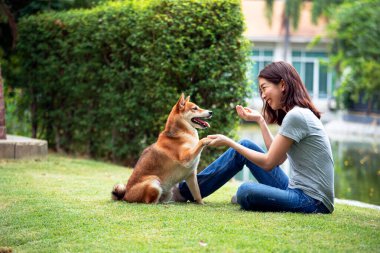 Asyalı kadın arka bahçede Shiba Inu köpeğiyle oynuyor. Genç bir kadın köpekleri tokalaşma selamlaması için eğitiyor.
