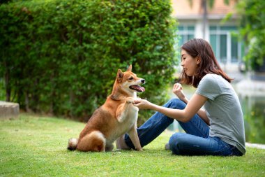 Genç Asyalı kadın Shiba Inu köpeğine arka bahçede tokalaşmayı öğretiyor ve eğitiyor.