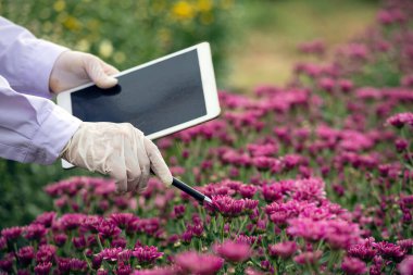 Eldiven takan bilim adamı, araştırma ve akıllı tarım teknolojisi için tarımsal verileri toplayan bir tablet ve stil ile pembe çiçekleri inceliyor.