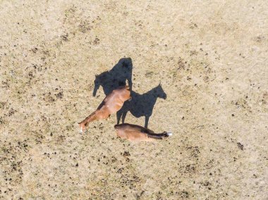 Atlar ve gölgeler, Le Val-Saint-Germain, Essonne, Ile-de-France, Fransa