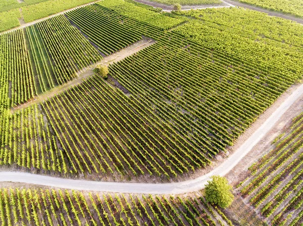 Виноградники Eguisheim Haut Rhin Grand Est France — стоковое фото
