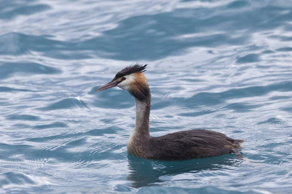 Grebe Dans Lac Thoune Canton Berne Suisse — Photo