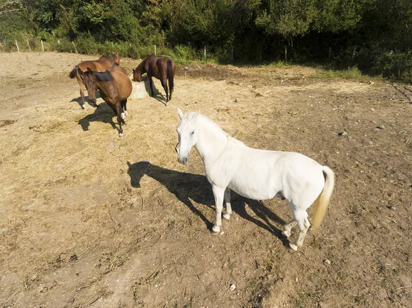 Horses Val Saint Germain Essonne Ile France Γαλλία — Φωτογραφία Αρχείου