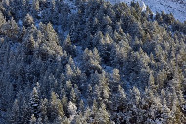 Aragnouet, Hautes-Pyrenees, Occitanie, Fransa 'daki Karlı Ağaçlar