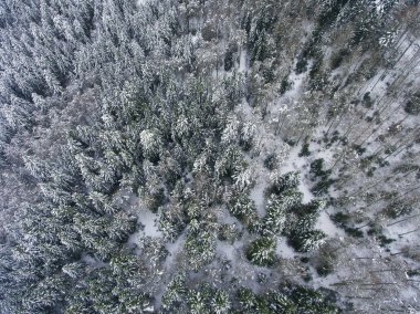 Kar yağdı ağaçlarda Somport, Huesca, İspanya