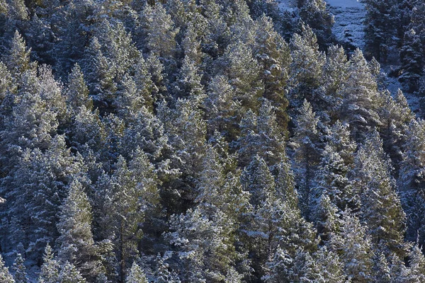 Snowed Trees Aragnouet Hautes Pyrenees Occitanie France — Stockfoto