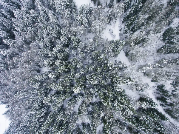 Kar Yağdı Ağaçlarda Somport Huesca Spanya — Stok fotoğraf