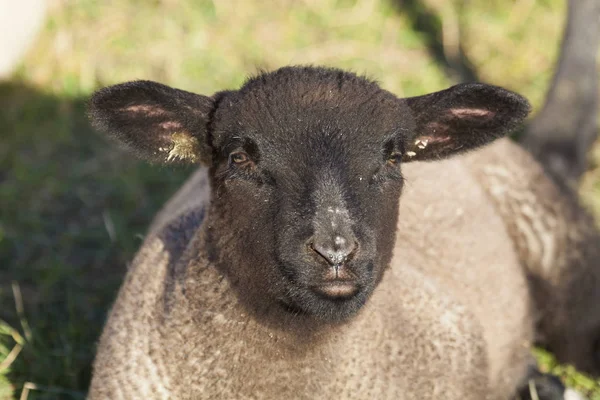 Sheeps in Le Hourdel, Somme, Hauts-de-France, France — Stockfoto