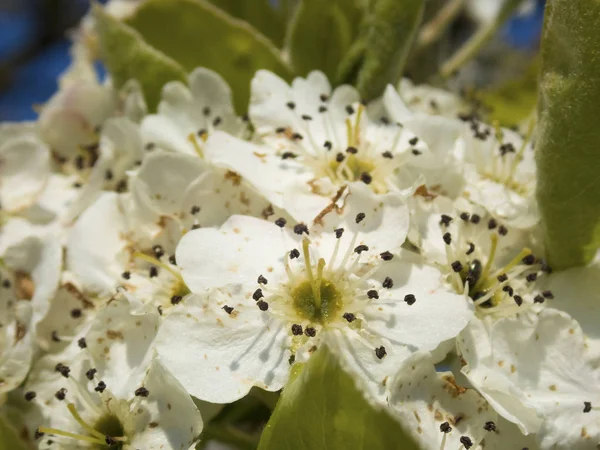 Fiori bianchi, Saint-Pere-sur-Loire, Loiret, Centre-Val de Loire Foto Stock