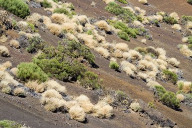 İspanya 'nın Tenerife adasındaki Teide Ulusal Parkı' ndaki volkanik manzara