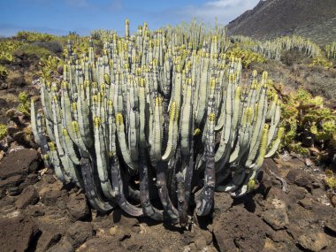 Teno Point Kaktüsü, Tenerife Adası, İspanya