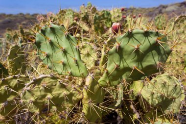 Teno Point Kaktüsü, Tenerife Adası, İspanya