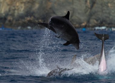 Los Cristianos 'taki yunuslar, Tenerife Adası, İspanya