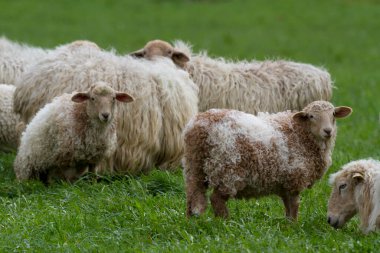 İdiazabal, Gipuzkoa, İspanya 'da koyunlar