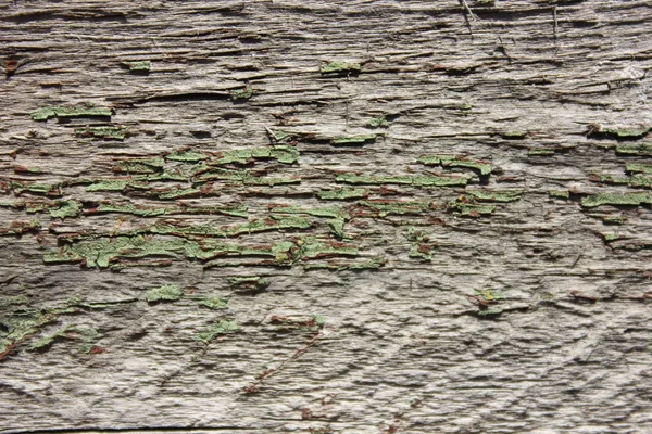 Velha textura fundo arborizado com padrão natural — Fotografia de Stock