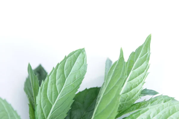 Fresh Mint Leaves White Background — Stock Photo, Image