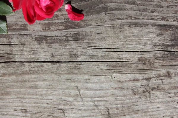 Ahşap arka plan üzerinde kırmızı gül. Düz yatıyordu