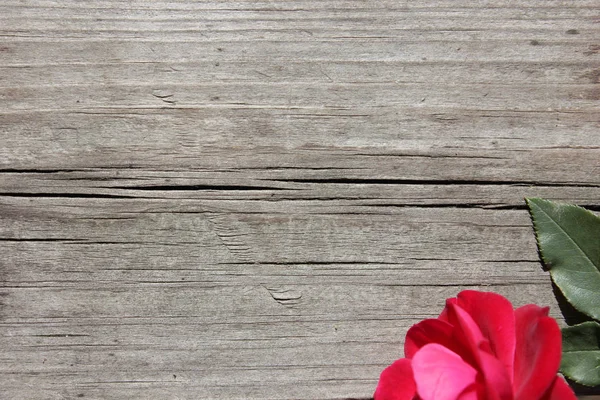 Ahşap arka plan üzerinde kırmızı gül. Düz yatıyordu