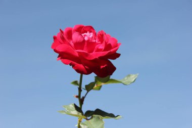 Parlak mavi gökyüzü arka plan üzerinde kırmızı gül. Güzellik çiçek