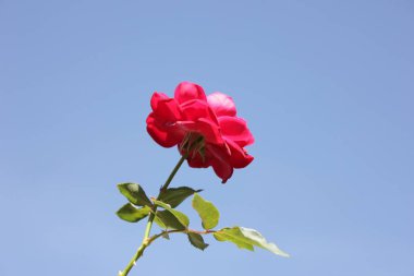 Parlak mavi gökyüzü arka plan üzerinde kırmızı gül. Güzellik çiçek