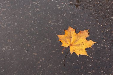 Bir portakal rengi sonbahar akçaağaç yaprağı bir su birikintisinde yatıyor.