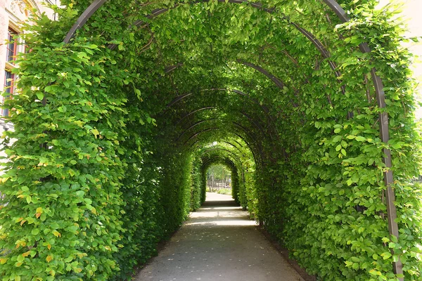 green tunnel of trees at the garden of the Rijksmuseum, Amsterdam in Netherlands