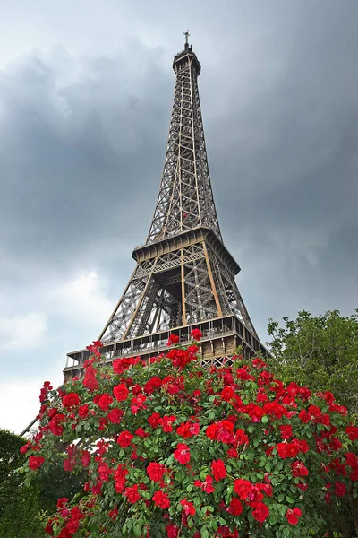 Widok Bliska Wieża Eiffla Przez Krzewów Kwitnących Paryż Francja — Zdjęcie stockowe