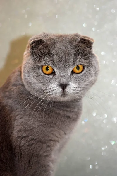 若いスコティッシュフォールド猫 灰色の肖像画 — ストック写真