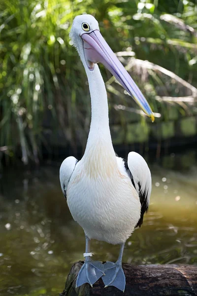 Bir Genç Erkek Amerikan Beyaz Pelikan Closeup Portresi — Stok fotoğraf