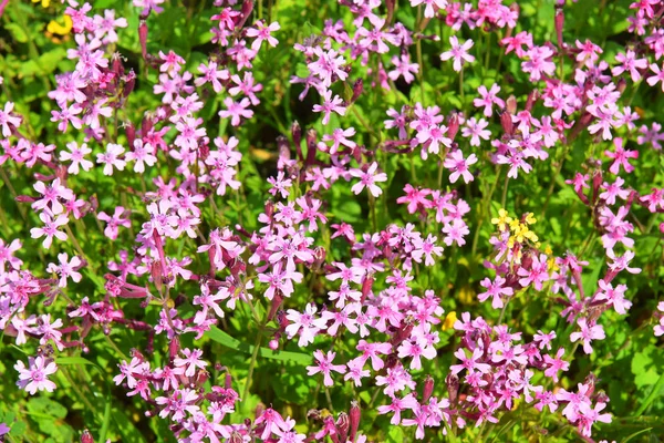 Море Разноцветных Полевых Цветов Лесной Поляне Весна Цветет Нижней Галилее — стоковое фото