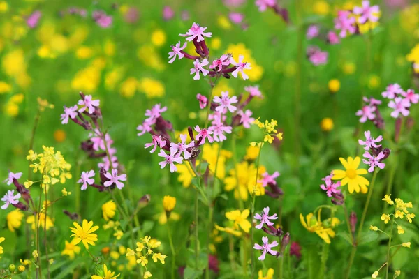 Meer Aus Bunten Wildblumen Auf Einer Waldlichtung Frühlingsblüher Unteren Galiläa — Stockfoto