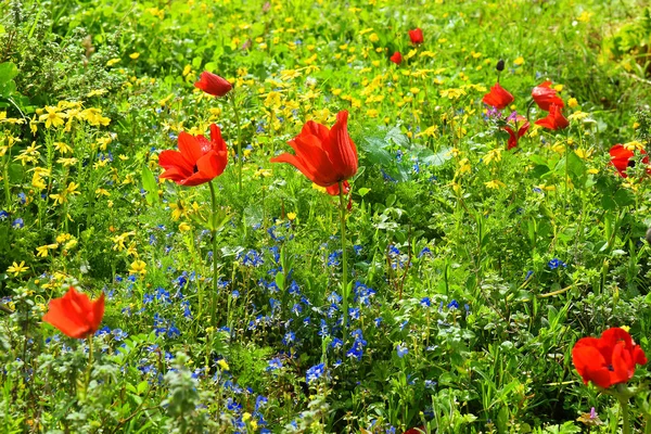 Morze Wielokolorowe Kwiaty Leśnej Polanie Wiosną Kwitnące Dolnej Galilei Izrael — Zdjęcie stockowe