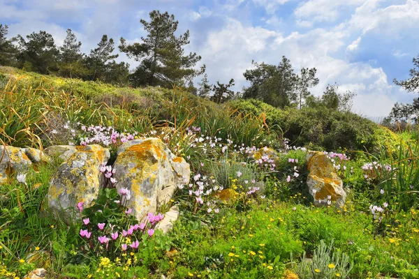 Landscape Blooming Cyclomenes Forest Glade Spring Flowering Lower Galilee Israel — Stock Photo, Image